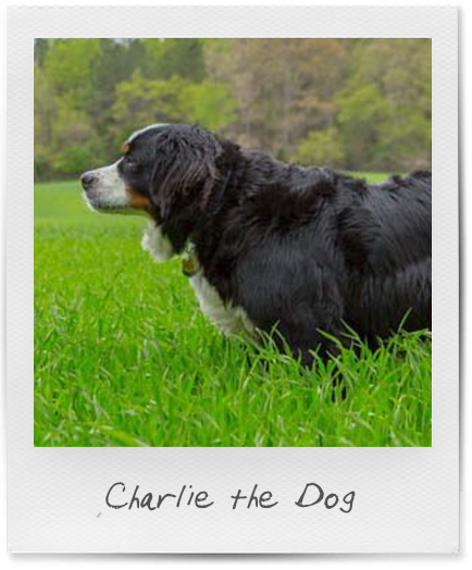 charlie the dog Hillside Dogs