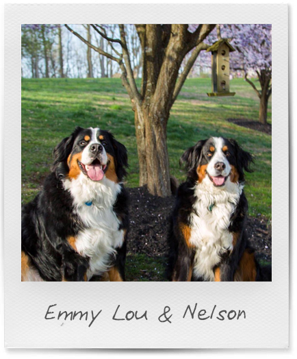 Emmy Lou & Nelson Hillside Dogs